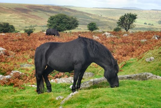 Horse near Minions