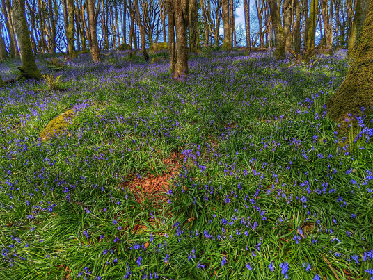 Bosahen Woods