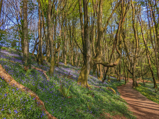 Bosahen Woods