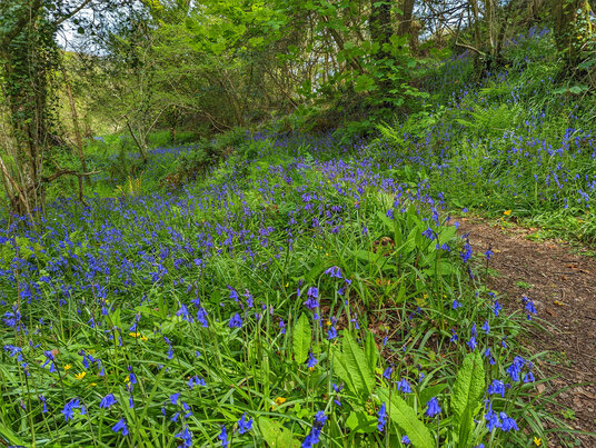 Bosahen Woods