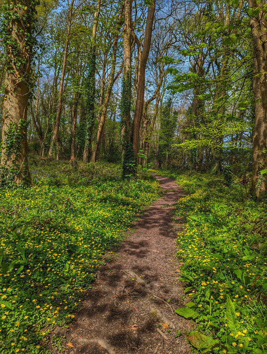 Bosahen Woods