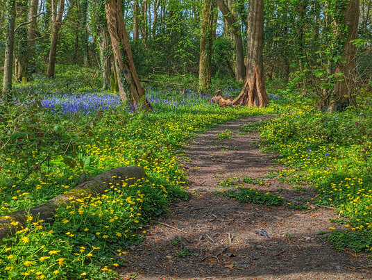Bosahen Woods