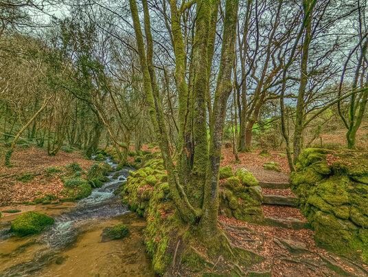 Bosahen Woods