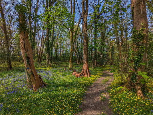 Bosahen Woods