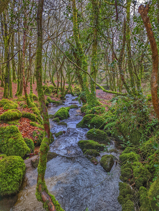 Bosahen Woods river