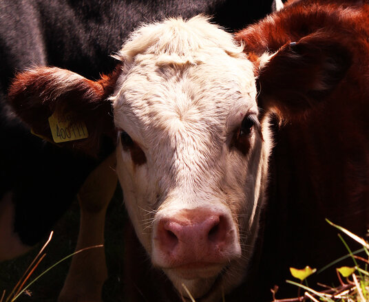 Cows beside the track from Wheal Basset