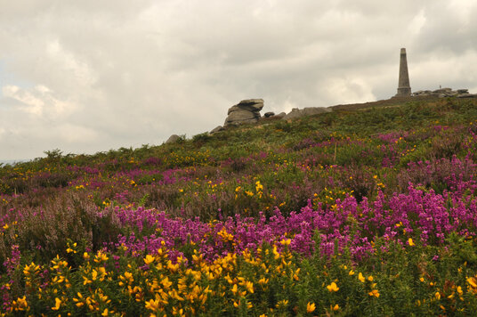 Heather at Carn Brea