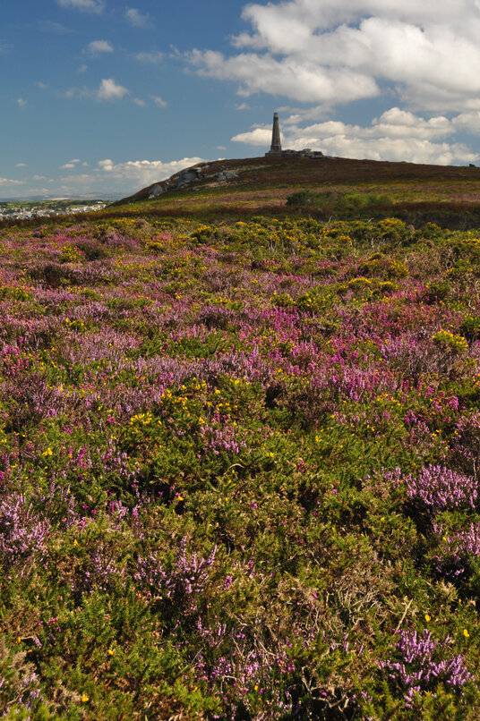 Heather at Carn Brea