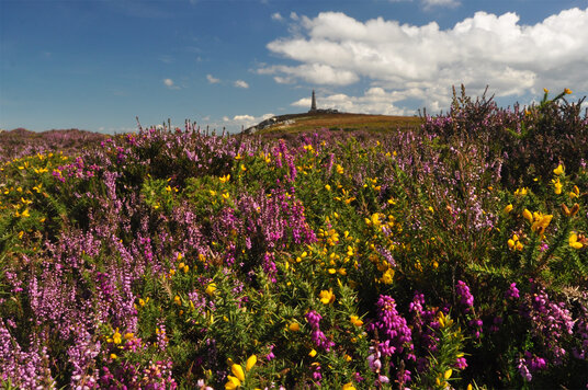 Heather at Carn Brea