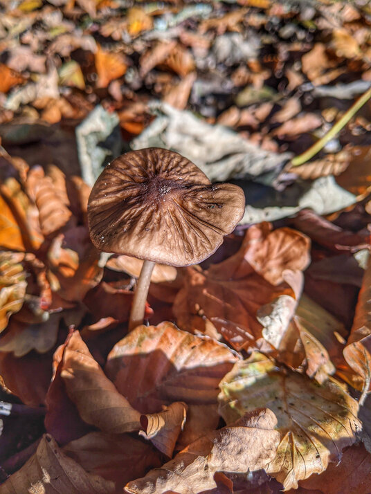 Fungi in the woods