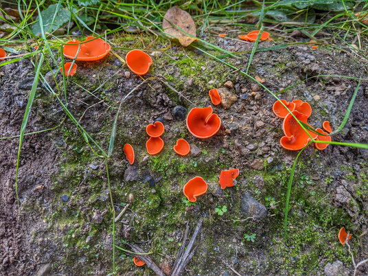 Fungi along the River Cober