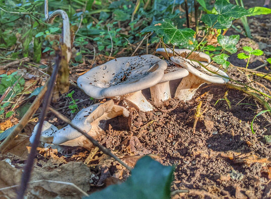 Fungi along the River Cober