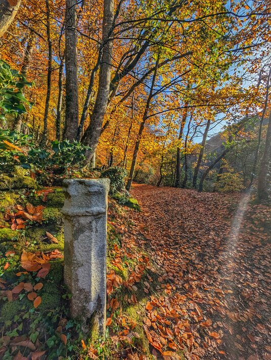 Ethy Wood