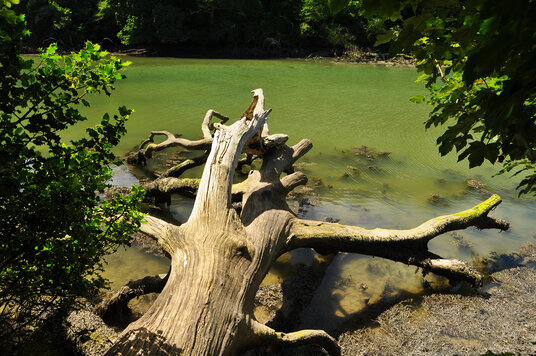 Fallen tree in Frenchman's Creek