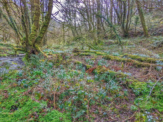 Snowdrops at Frenchman's Creek