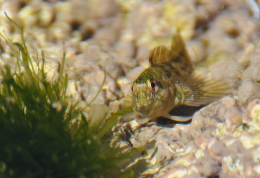 Blenny in a rockpool