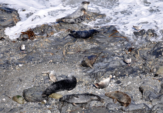Seals near St Ives
