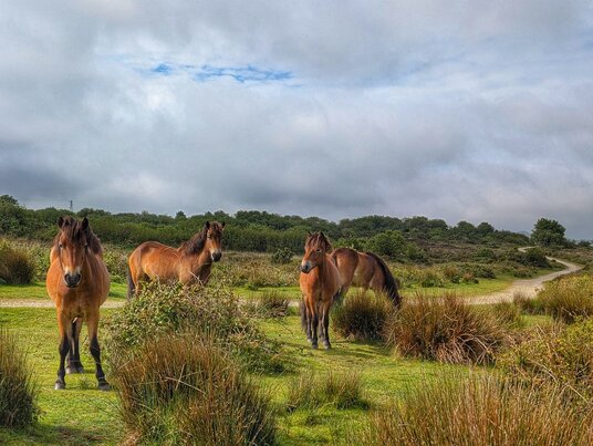 Conservation grazing