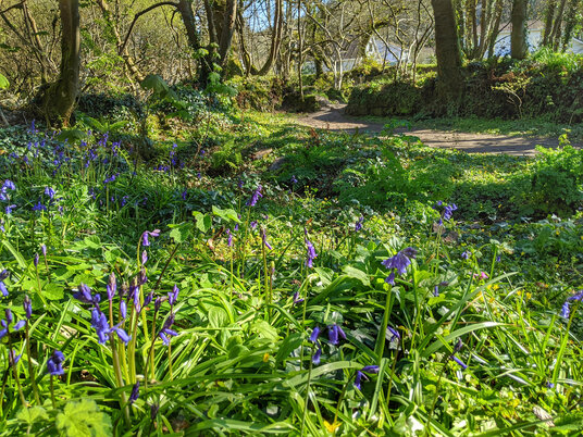 Bluebells near Wood Farm