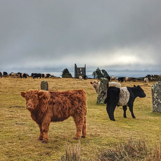 Cows at The Hurlers