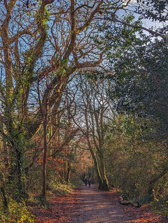 Walkers in King's Wood