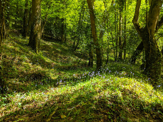 Bluebells in King's Wood