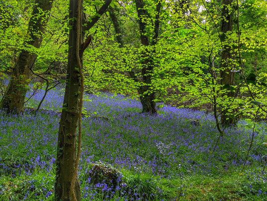 King's Wood