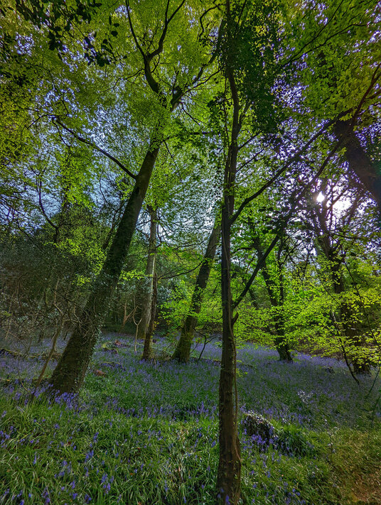 King's Wood