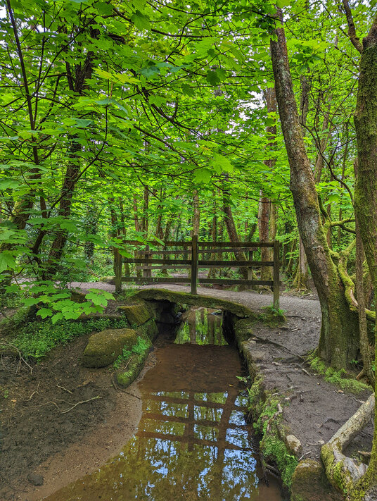 King's Wood