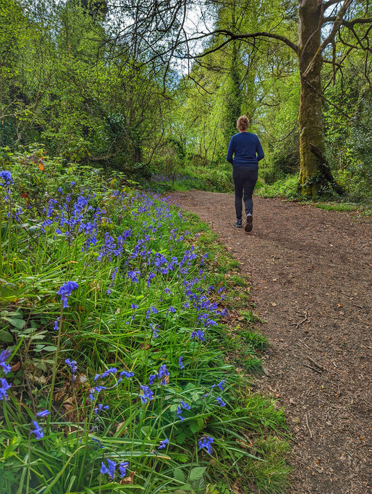 King's Wood