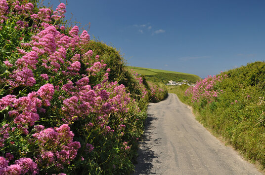 Lane to Mawgan Porth