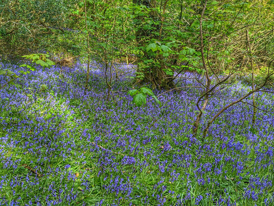 Bluebells at Lanhydrock
