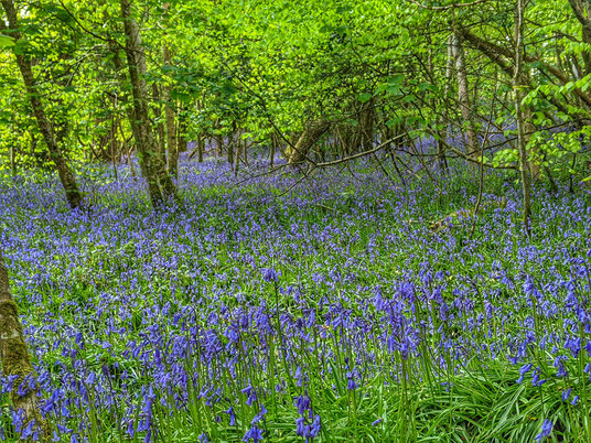 Bluebells at Lanhydrock