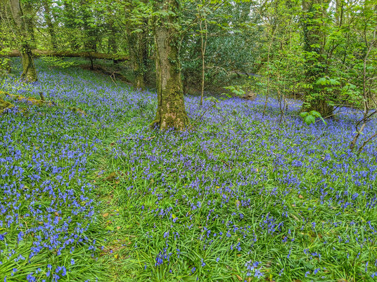 Bluebells at Lanhydrock