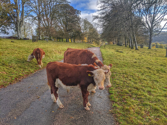 Cows at Lanhydrock