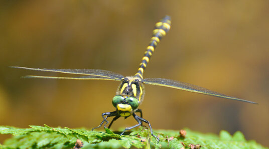 Dragonfly by the River Fowey
