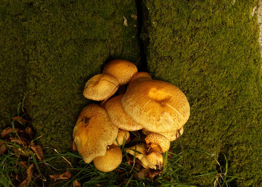 Fungi at Lanhydrock