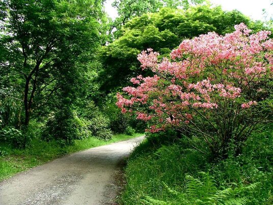 Spring flowers at Lanhydrock