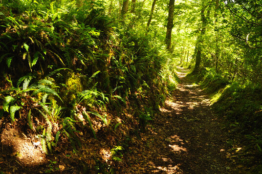 Ferns in Ethy Wood