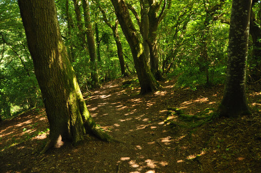 Path through Carmears Wood