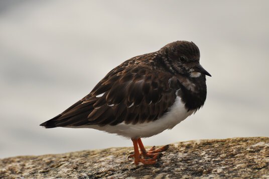 Turnstone beside Mevagissey harbour