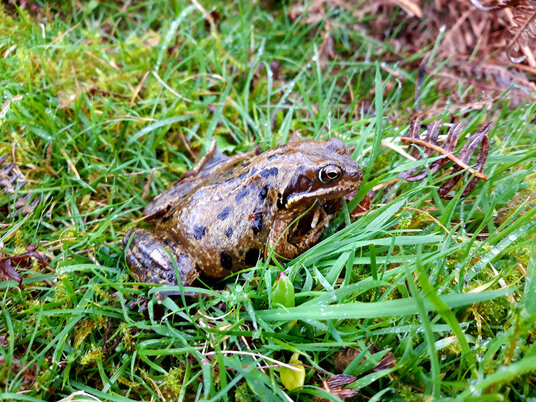 A frog at Minions