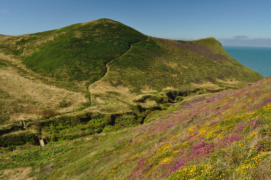 Heather in August