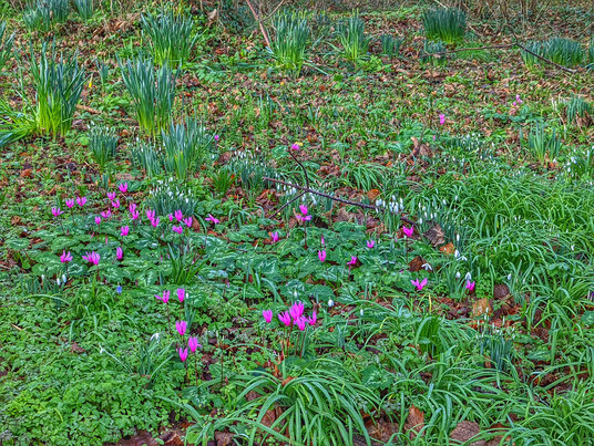 Spring flowers in the woods at Pengwedhen