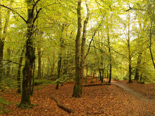 Woods at Respryn in autumn