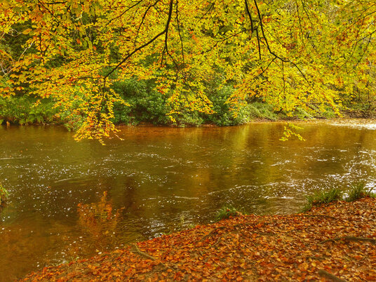 River Fowey in autumn