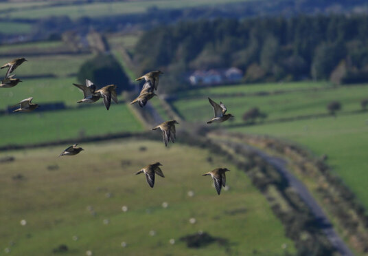 Flock of Golden Plover at Roughtor