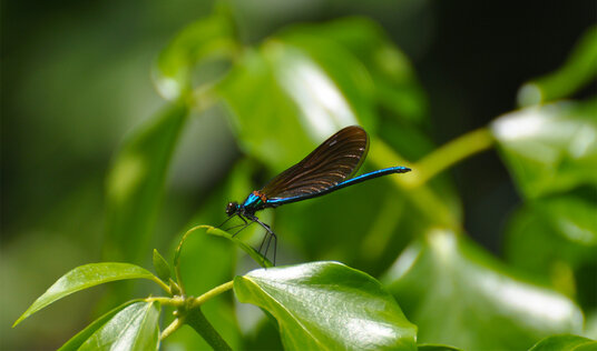 Damsel fly at St Erth