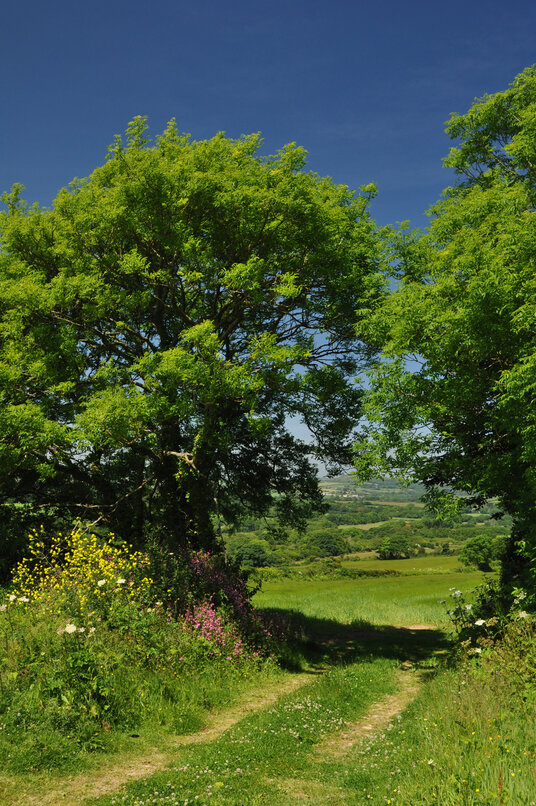 Gateway into the fields