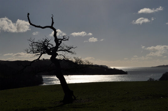 Crooked tree at Trelissick